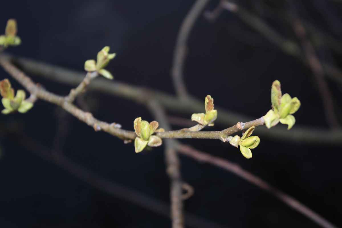 Frühling kommt