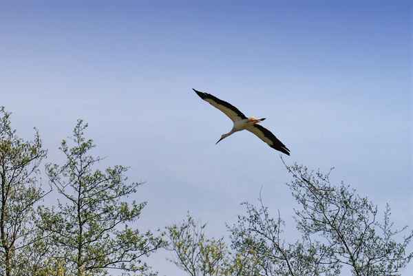 Storchenflug