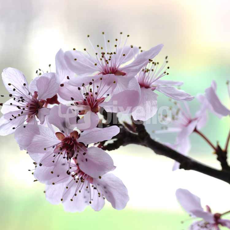 Kirschblüte . . .