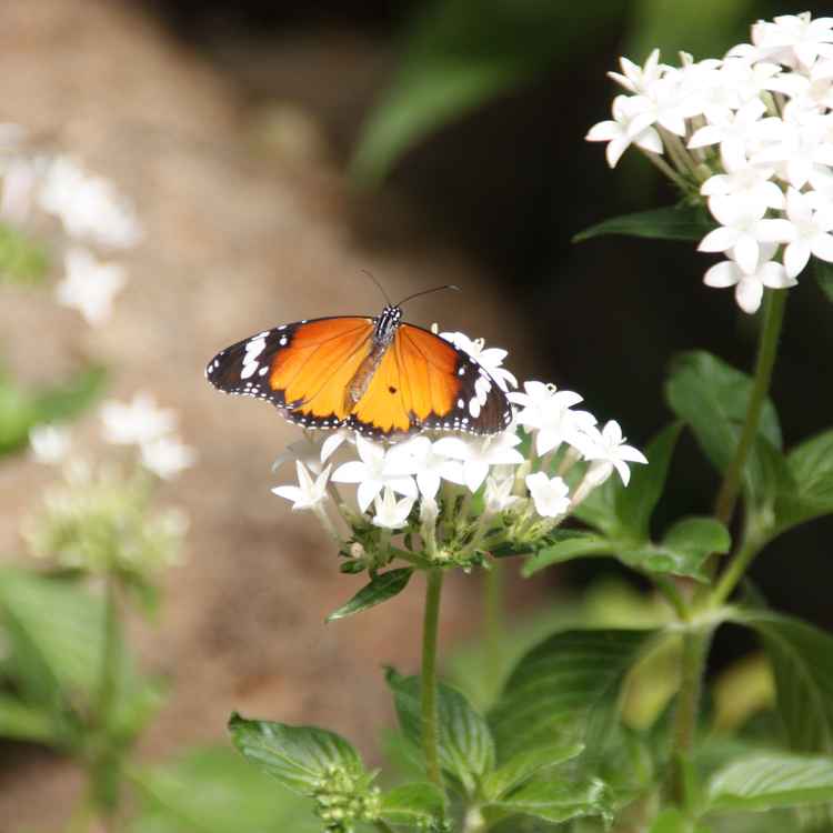 Schmetterling auf Blüte