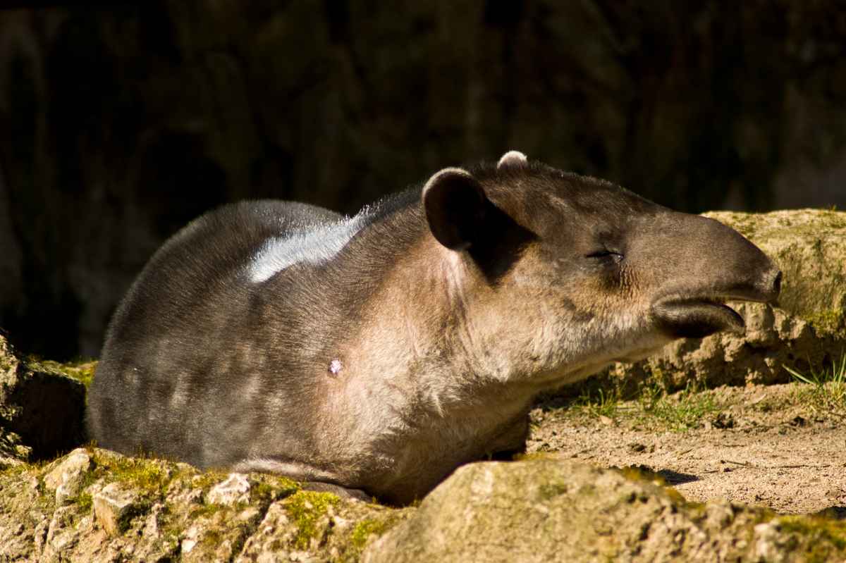 Tapir