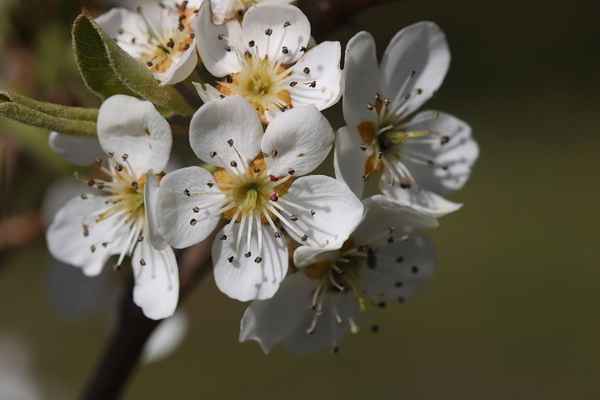Obstblüte 2