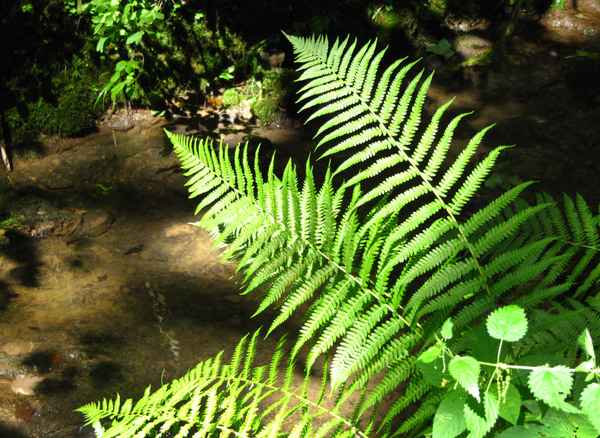 Fächerfarn am schattigen Bachufer