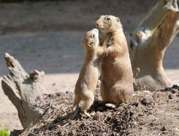 bitte ... bitte .ein WM ticket