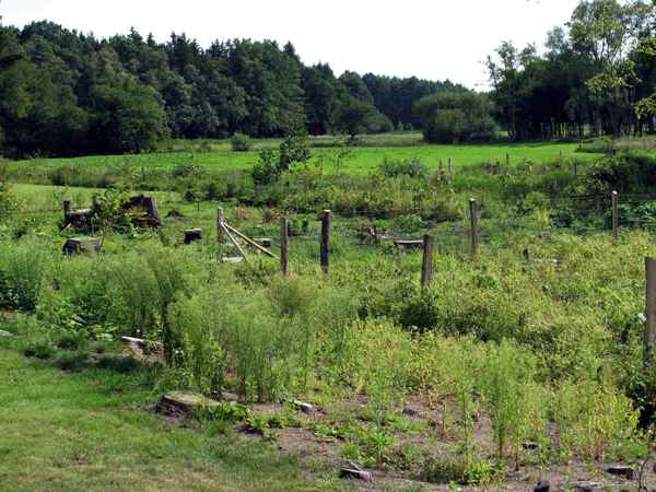 In freier Natur