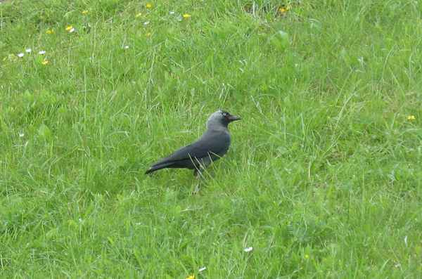 Dohle am Deich Bremerhaven 09.06.2025