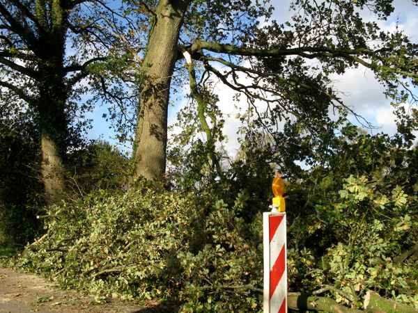 Herbststurm bricht selbst die Eichen