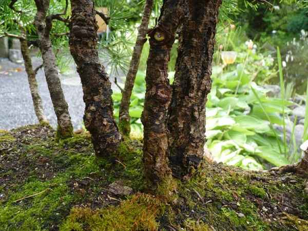 Alte Bonsaiwaldgestaltung aus Lärchenbäumen