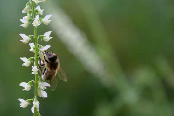 Ich sammle für euch...
