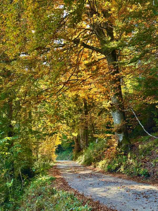 Herbstlicher Wanderweg mit Buchen