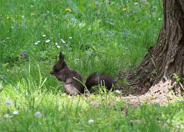 Prater.Hörnchen