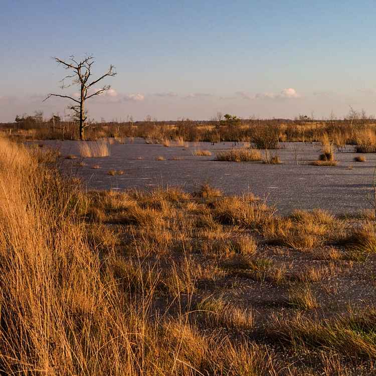 Das winterliche Moor