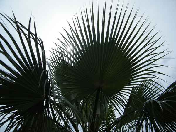Palmenblätter