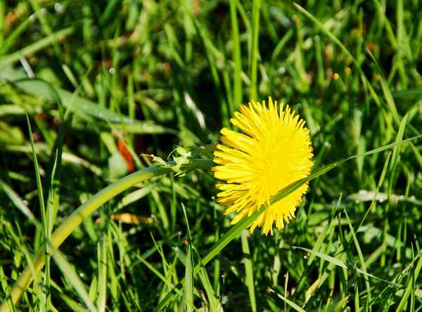 Herbst.Gelb