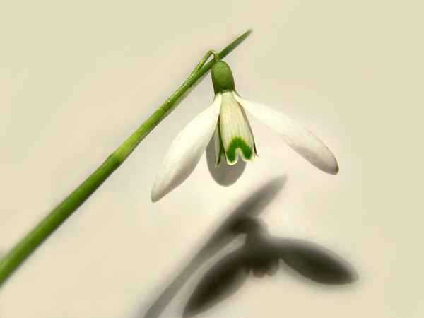 Der Frühling wirft seine Schatten voraus :)