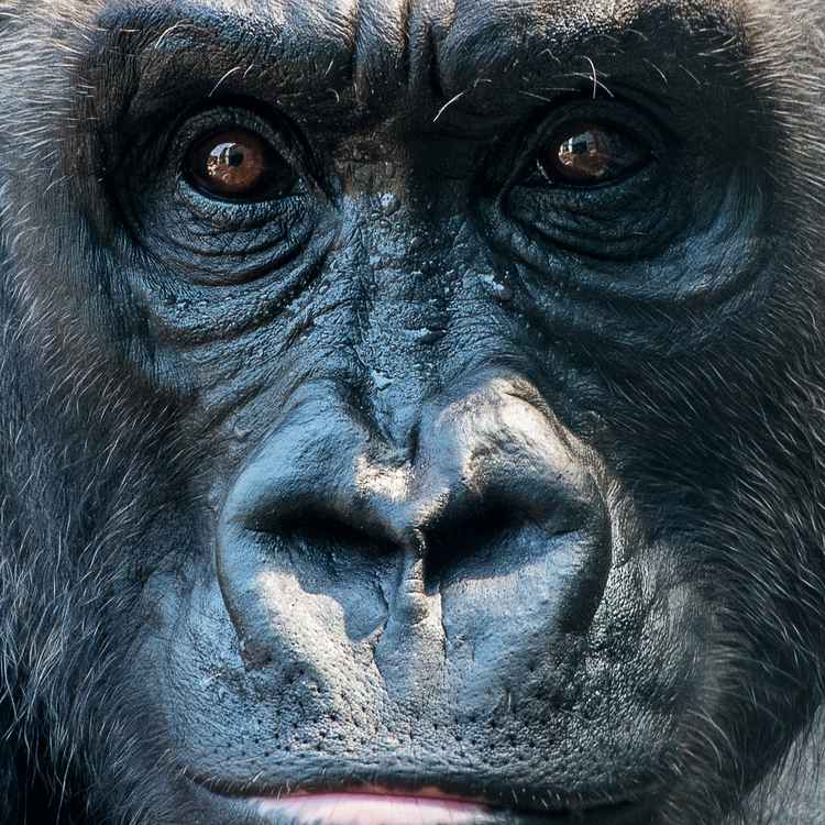 Gorilla Portrait