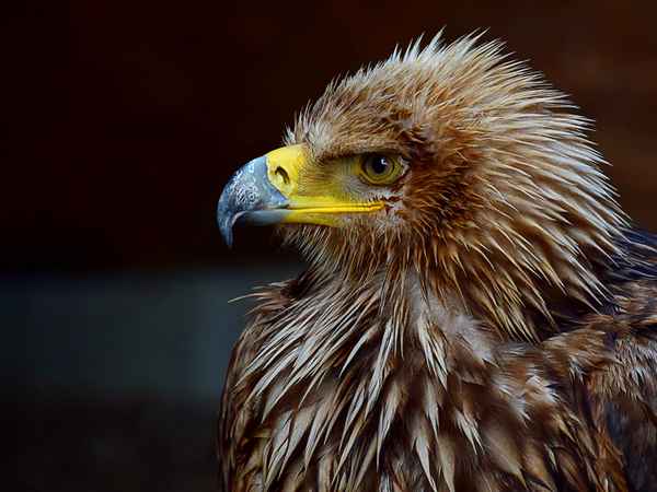 Kaiseradler