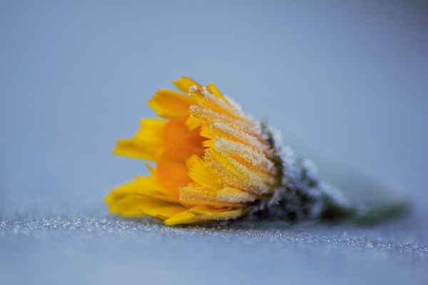 Frost