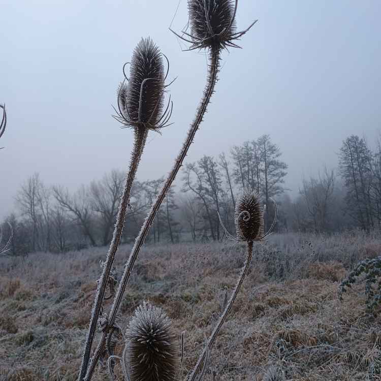 Distel im Frost 2