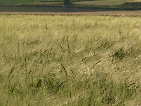 Weizenfeld im Frühjahr