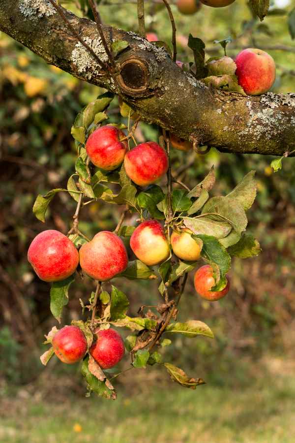 Herbstäpfel 2