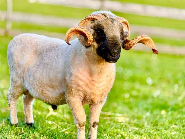 Walliser Schwarznasenschaf