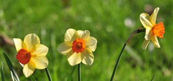Narzissen