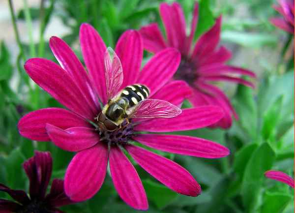 Schwebfliege auf Blüte