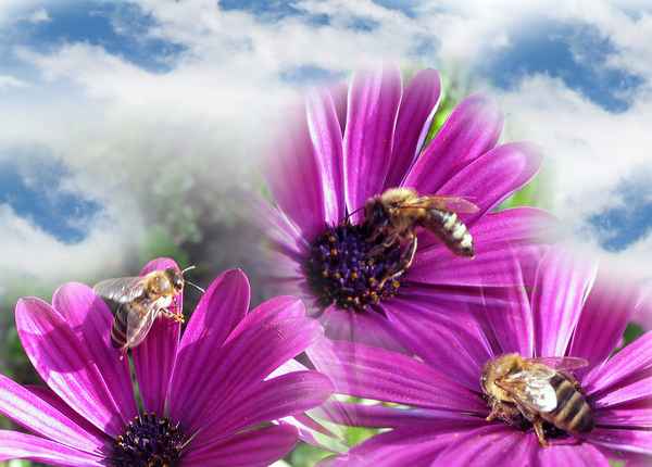 Fleissige Arbeiterinnen