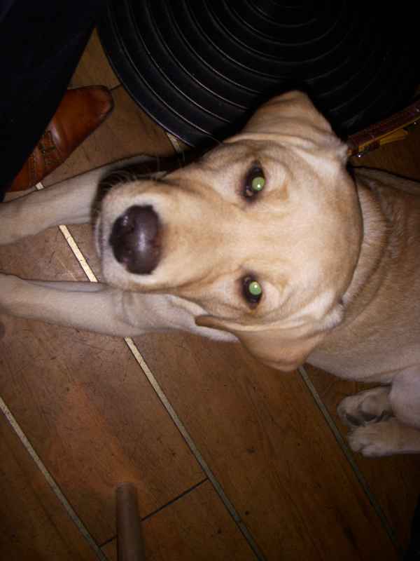 Sezen Labradorwelpe 1