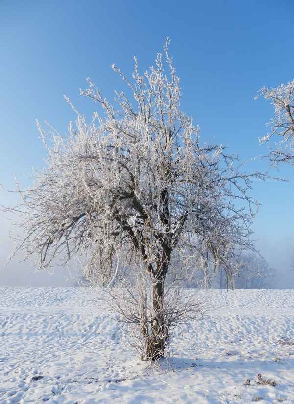 Alter Apfelbaum hinter dem Deich