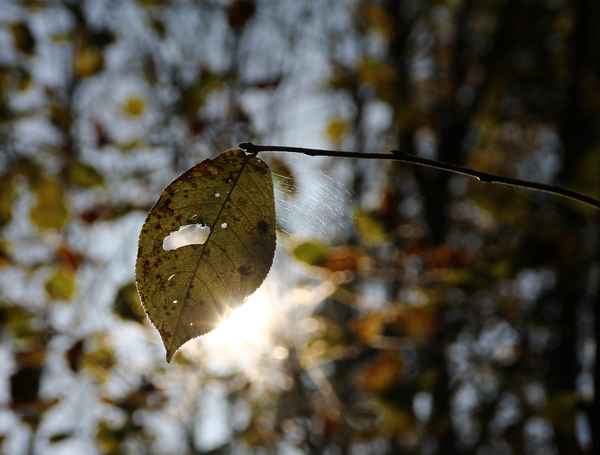 Die Natur schreibt ihre eigene Geschichte