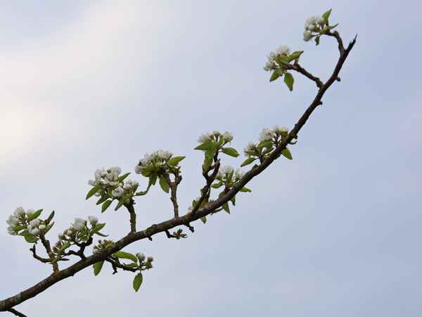 birnenblüte