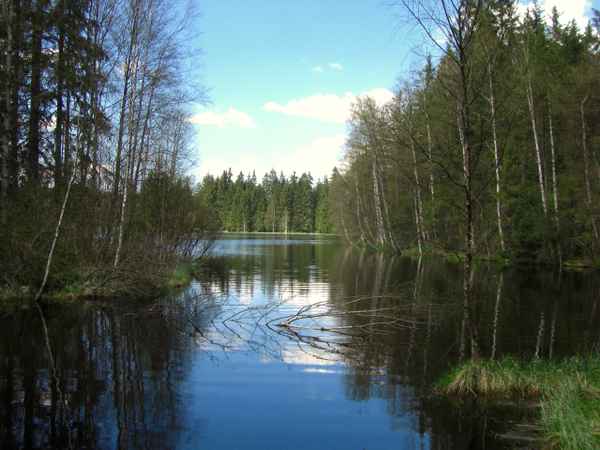 Im Glatzener Moor / 17