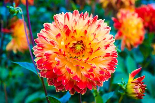 Sommereindruck aus dem Garten