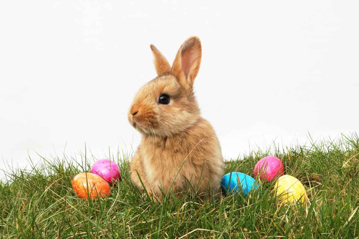 Kleiner Osterhase auf Wiese
