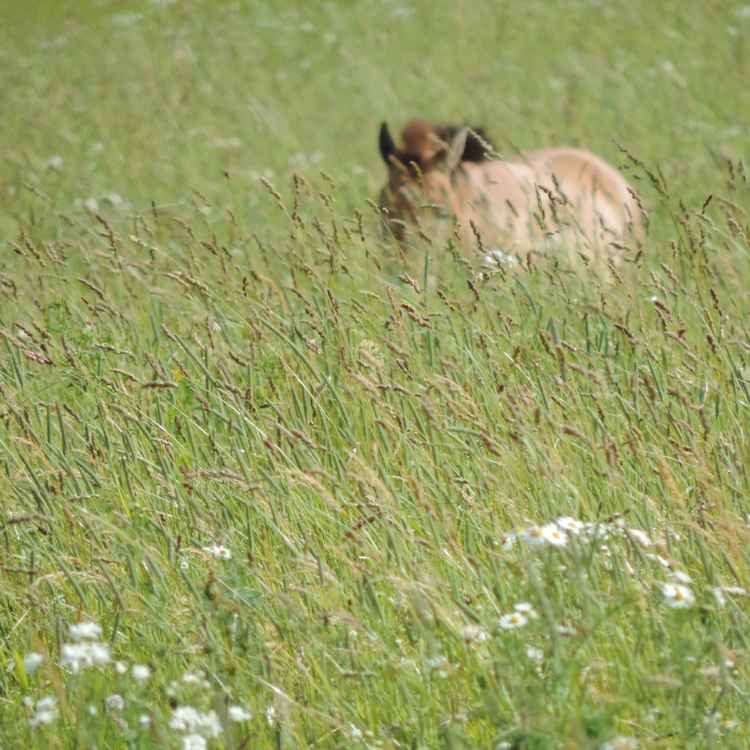 Wildpferd (Przewalski-Pferd)