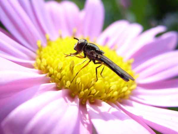 Ringelblume mit Gast