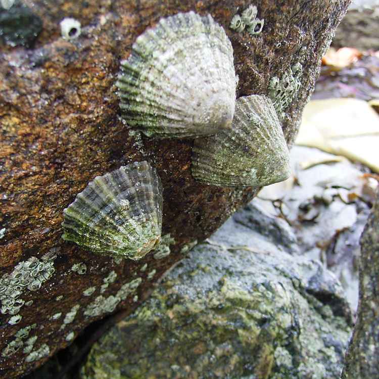 Muscheln