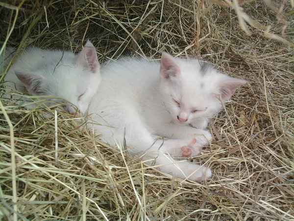 Katzenbabys