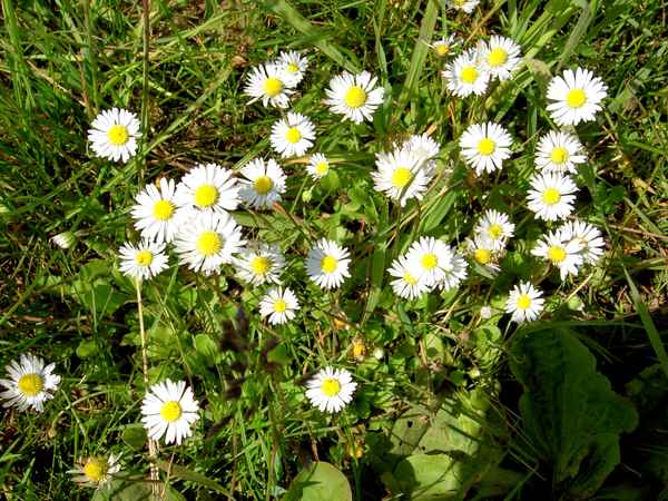 Margeriten 2