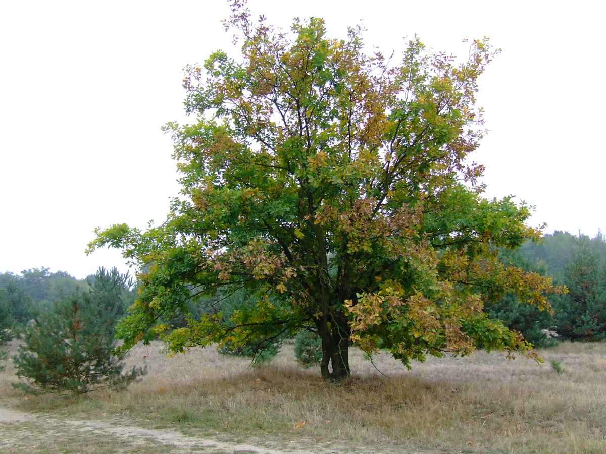 Herbstbaum