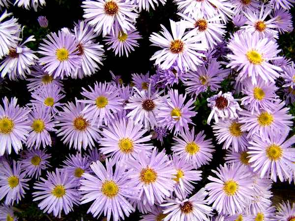 Die letzten Blümchen im Herbst