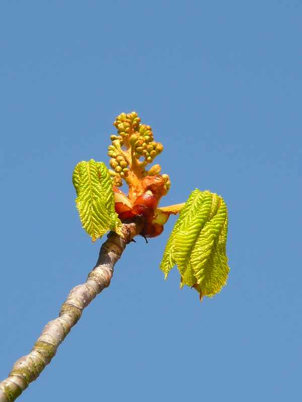 Kastanienblüte
