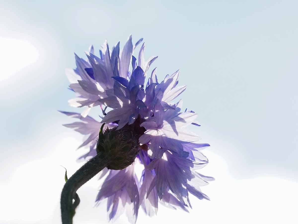 kornblumenblau 2