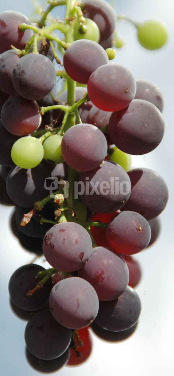 Rotwein