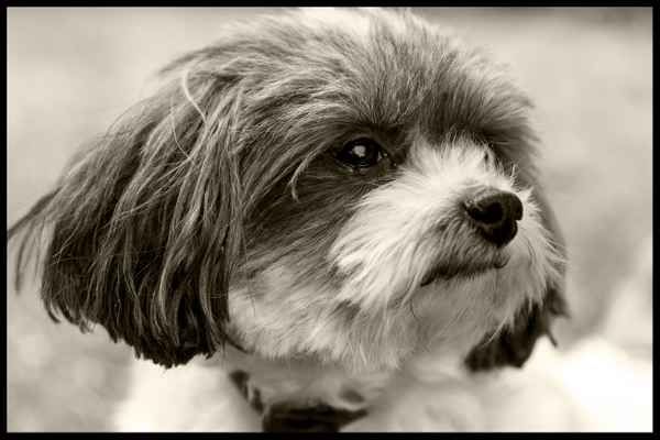 Lucy