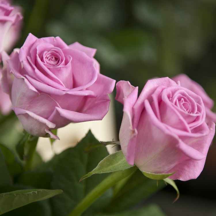 Rosa Rosen