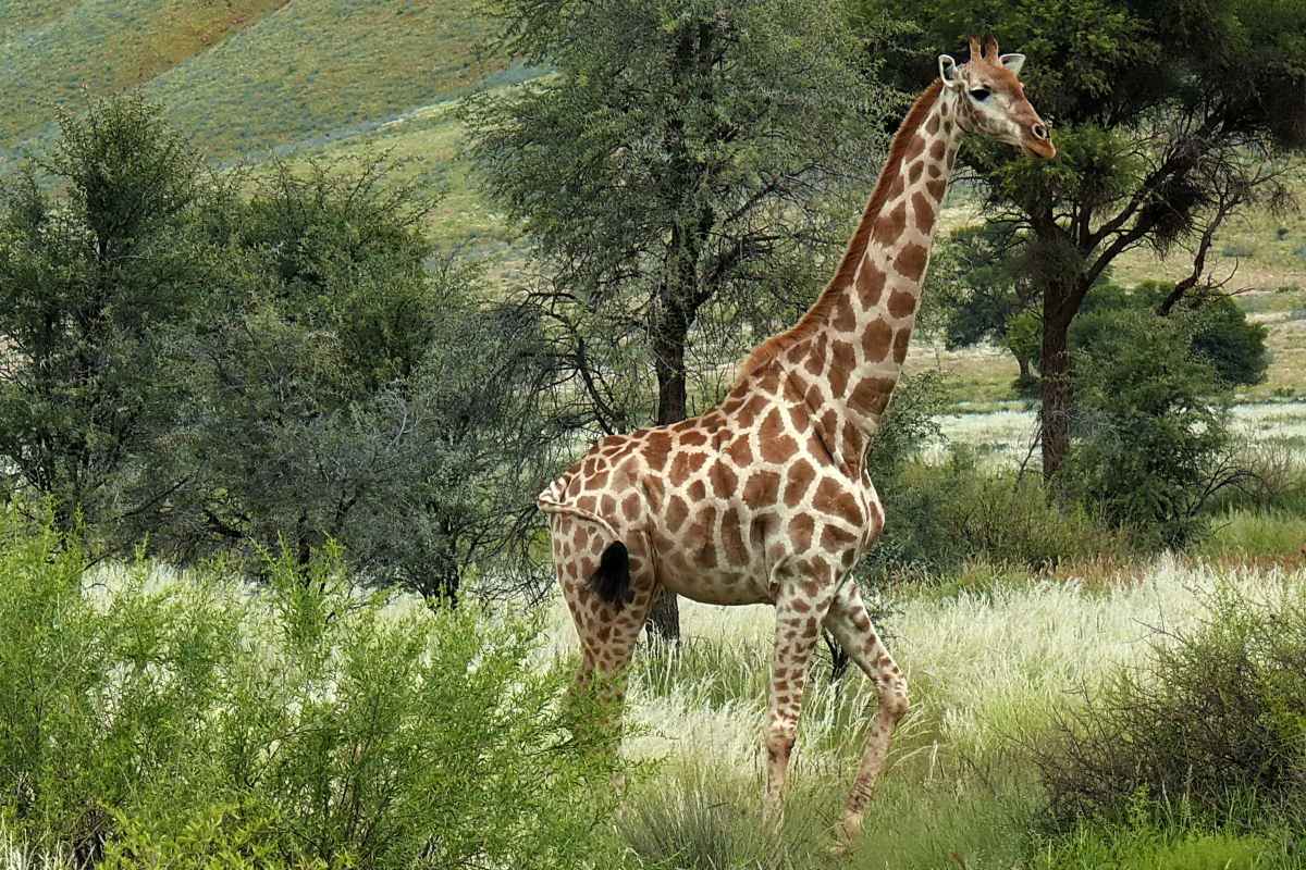 Giraffe