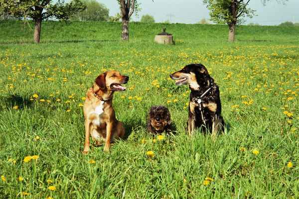 Dackel & Freunde III